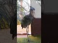 Shoebill making Gun Sound 💥|| Wow Daily #shorts