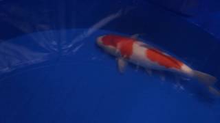 WDC2016 小泉養魚場 ＷＤＣ3　紅白　メス　51ｃｍ　親鯉♀三原×♂野上