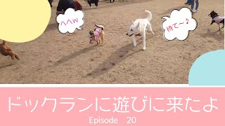 【保護犬とホワシェパ】ドックランでいい出会いがありました(^-^)