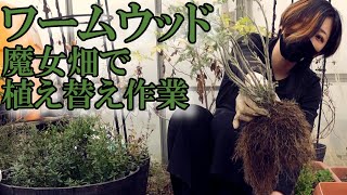 ワームウッド（ニガヨモギ）ハーブの植え替えと土作り！冬の魔女畑｜黒猫魔術店