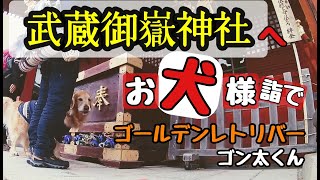 ゴールデンレトリバーゴン太くん、武蔵御嶽神社にお犬様詣。