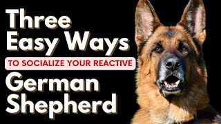 Three Easy Ways To Socialize Your Reactive German Shepherd (#3 will Shock You!)