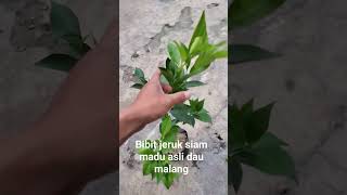 jual bibit jeruk siam madu malang #siemmadu #jeruk #bibitjeruk #jualbibitjeruk