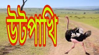 পৃথিবীর সব থেকে বড় পাখি উট পাখি Ostrich is the largest bird in the world