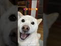 歌う柴犬🥰 柴犬 shibadog pets 可愛い song shorts