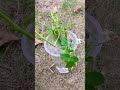 Rose cutting grow in water #shorts #trending #youtubeshorts #plants #gardening #rose #greennature