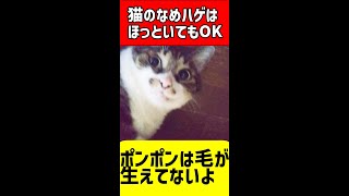 猫のなめハゲは心配ご無用 、詳細はコメント欄へ #short#cat #猫 #貓 #बिल्ली#保護猫