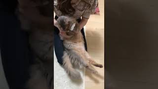 ブラッシングしか勝たん #ソマリ #ソマリブルー #猫のいる暮らし #猫のいる生活 #猫 #猫動画