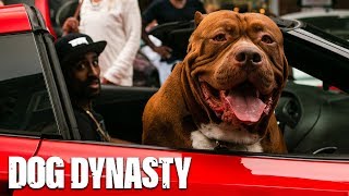 Giant Pit Bull Hulk Visits The Birthplace Of DDK9s | DOG DYNASTY