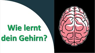 Wie lernt dein Gehirn? Und wie hilfst du ihm dabei am besten?