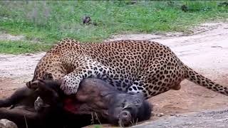 animal attack   Animal attack Leopard attacks honey badger porcupine warthog