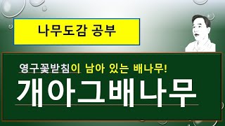 개아그배나무 vs 아그배나무  : 열매가 이렇게 달라요!