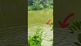 വല വീശിയപ്പോൾ മീൻ പോയ പോക്ക് | cast net fishing | fishing video | D4Dinkan #fish #fishing #shorts