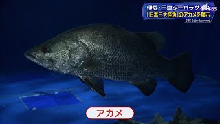 日本三大怪魚 釣り人に人気の「アカメ」 伊豆・三津シーパラダイスで展示（静岡県）