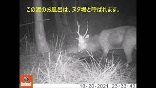 里山でくらす動物たち2021