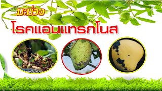 โรคแอนแทรกโนสมะม่วง (ดอกร่วง ผลเน่า ป้องกันกำจัดอย่างไร)