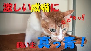 保護猫カフェに行たらウチの猫が猫にブチ切れた!