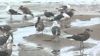 migrating gulls