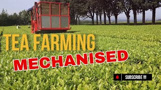 Mechanisation in Tea Farming