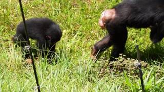 ５回転成功！　Chimpanzee(チンパンジー)　多摩動物公園