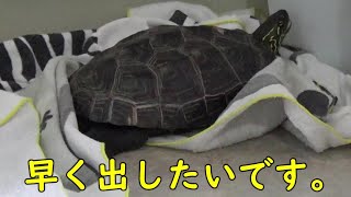 【クサガメ】なかなか出ないもじお【産卵行動中】