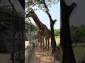 Giraffe on Phnom Penh Safari, Cambodia