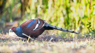 thailand birds photography highlights