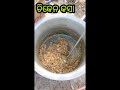 ଶିଆଳି ବେଳା ଭୂମି ରେ ଦେଶୀ ଚିକେନ ଝୋଳ 😱😋😋 picnic chickencurry ytshorts shortvideo shortviral short