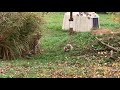 Cheetahs Amani and Cubs in the Yard