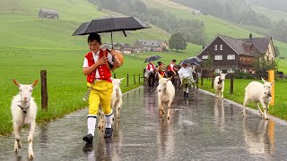 Öberefahre Brülisau - Appenzell - Hauptgasse - Lehn - Meistersrüte | Alpabfahrt Appenzellerland 2023