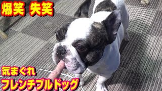 【爆笑？失笑？】テンションが高すぎる飼い主から逃げる気まぐれな愛犬 → 主、ビスケットで釣るが再び逃げられる！ フレンチブルドッグ『ぶーちゃん日記』