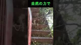 自然の力　power of nature　奄美大島　奄美市の高級住宅地一角　2024.12.25 　撮影 のりしお・Kさん　あんなとこから木がはえてくるとはすごい