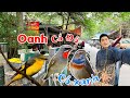 Phiên Chợ Hà Nội xuất hiện nhiều Loài chim Di Cư & Tậu thêm lồng B.ẪY CHIM CẢNH || Đạt Bird TV