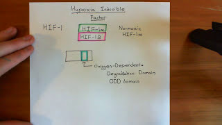 Hypoxia Inducible Factor (HIF) Part 1