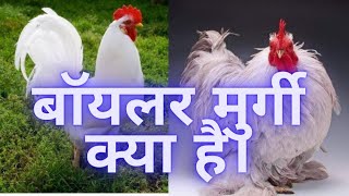 बॉयलर मुर्गी क्या है। whate is Broiler chicken।