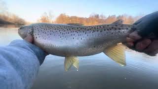 Two Huge Brown Trout On Woolly Bugger Streamer!! Fly Fishing Lehigh River