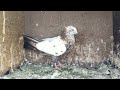 old lineage karnam chick s available in hari racing pigeons market coimbatore