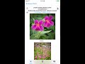 washington wildflowers app for ios and android