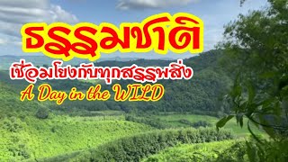 ธรรมชาติเชื่อมโยงกับทุกสรรพสิ่ง:A Day in the WILD