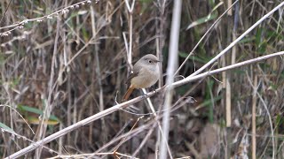 自然環境保全センター 自然観察園のジョウビタキ（雌）その３５（4K60P動画）