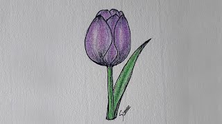 Purple Tulip Flower Drawing with Color Pencil