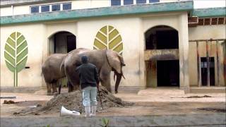 アフリカゾウの食事風景　Elephant eating bamboo  HD