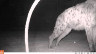 Africa on Foot: Secret Video Footage of Nocturnal Wildlife