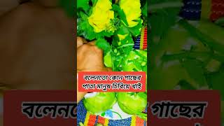 বলেনতো কোন গাছের পাতা?#shortsviral #shots #shorts #highlights