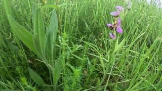 Bee Orchid