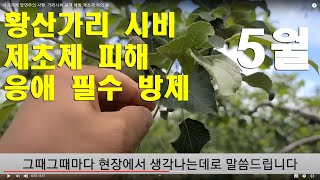 사과재배 당면주의 사항. 가리시비.응애 예방.제초제 주의 등