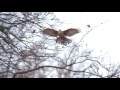 goshawk chases heron