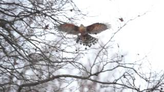 Goshawk chases Heron!