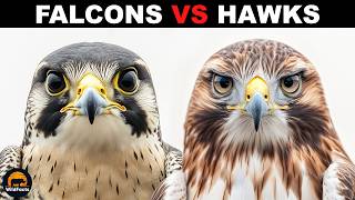 What Is The Difference Between Falcons And Hawks?