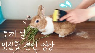 토끼 털 빗질할 뿐인 영상_빗질은 힘들어! (Brush a Rabbit_The fur never ends)🐰😓